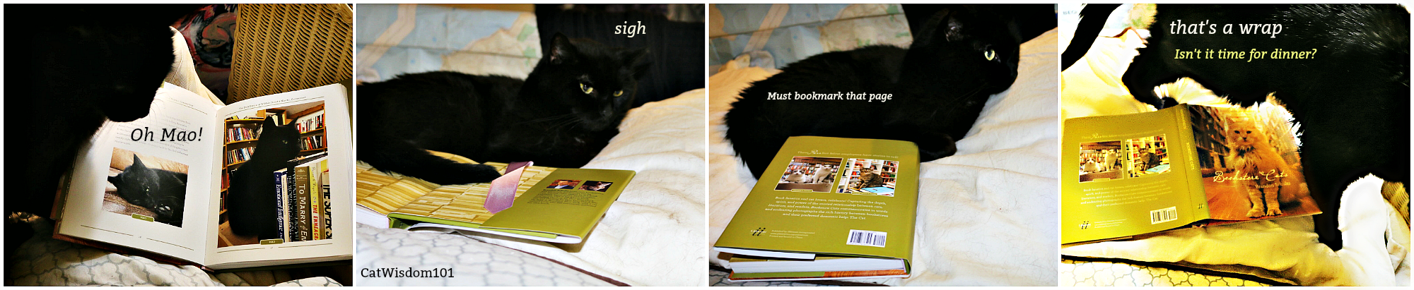 bookstore_cats_book_giveaway