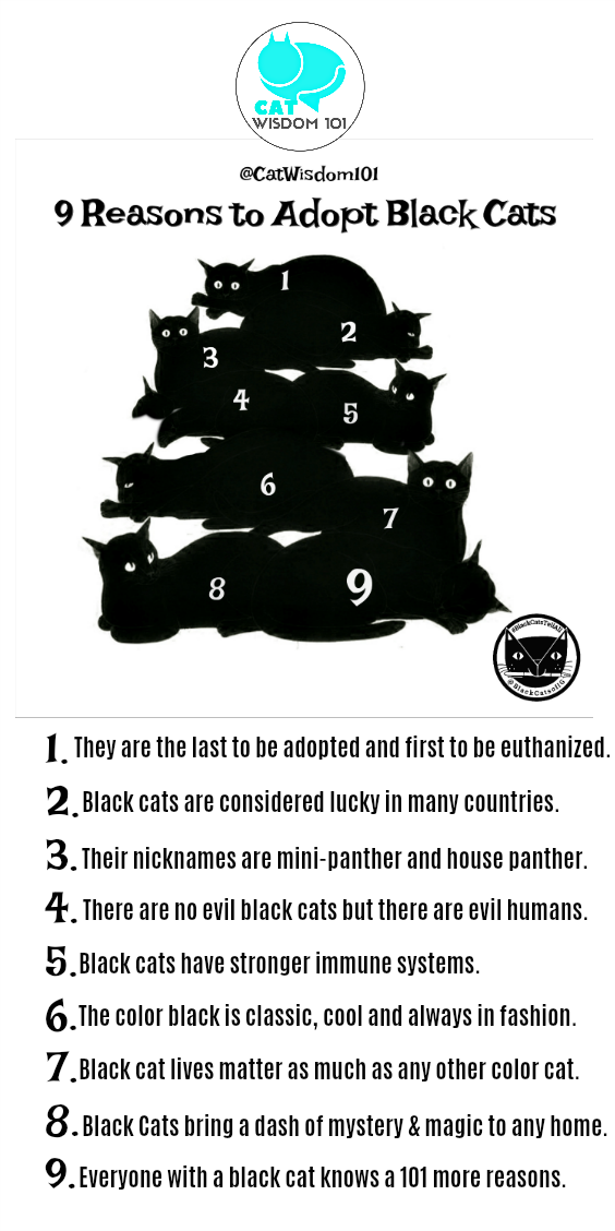 9_reasons_adopt_black_cats_infographic