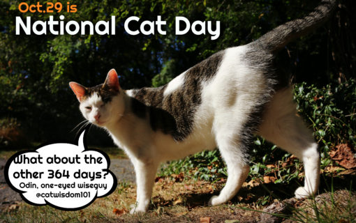 National_Cat_Day_humor