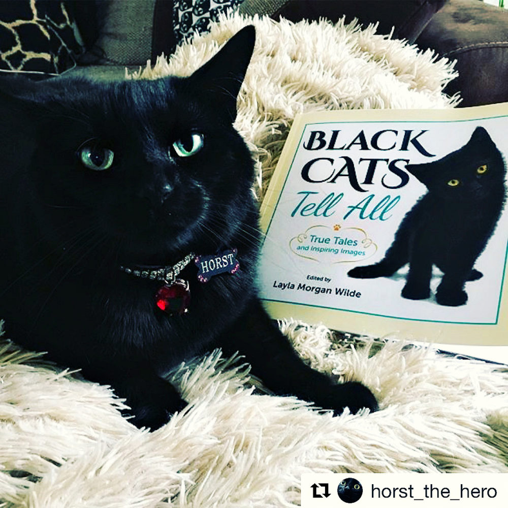 Black_Cats_tell_all_Horst
