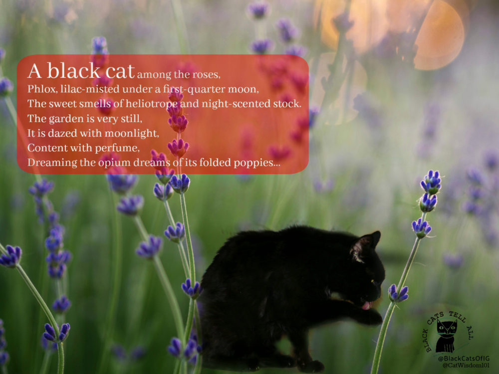 Black Cat poetry