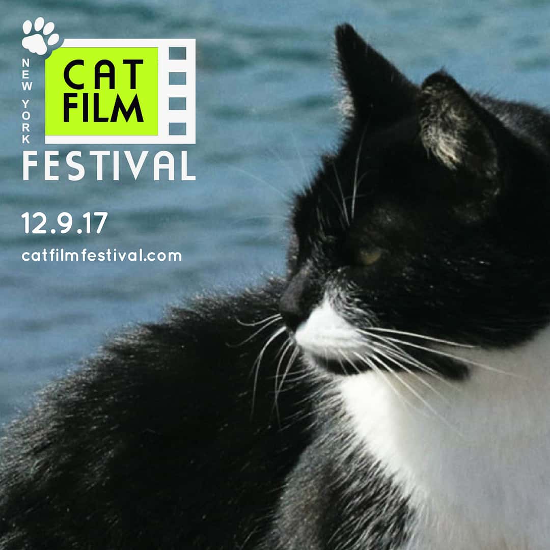 NY Cat Film Festival