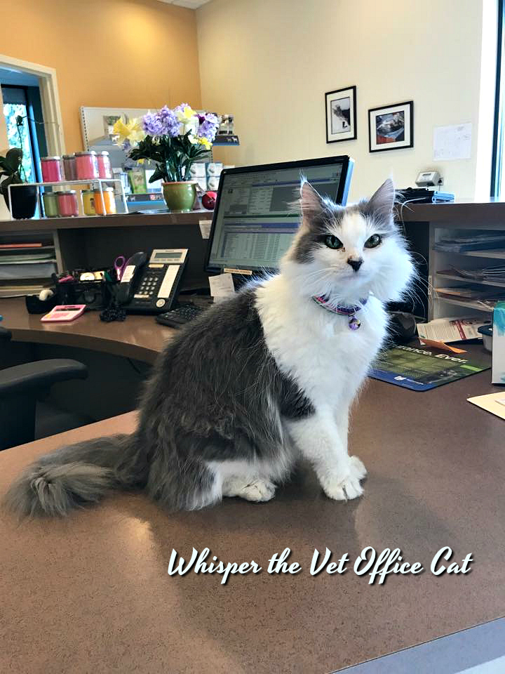 Whisper's story the vet clinic cat