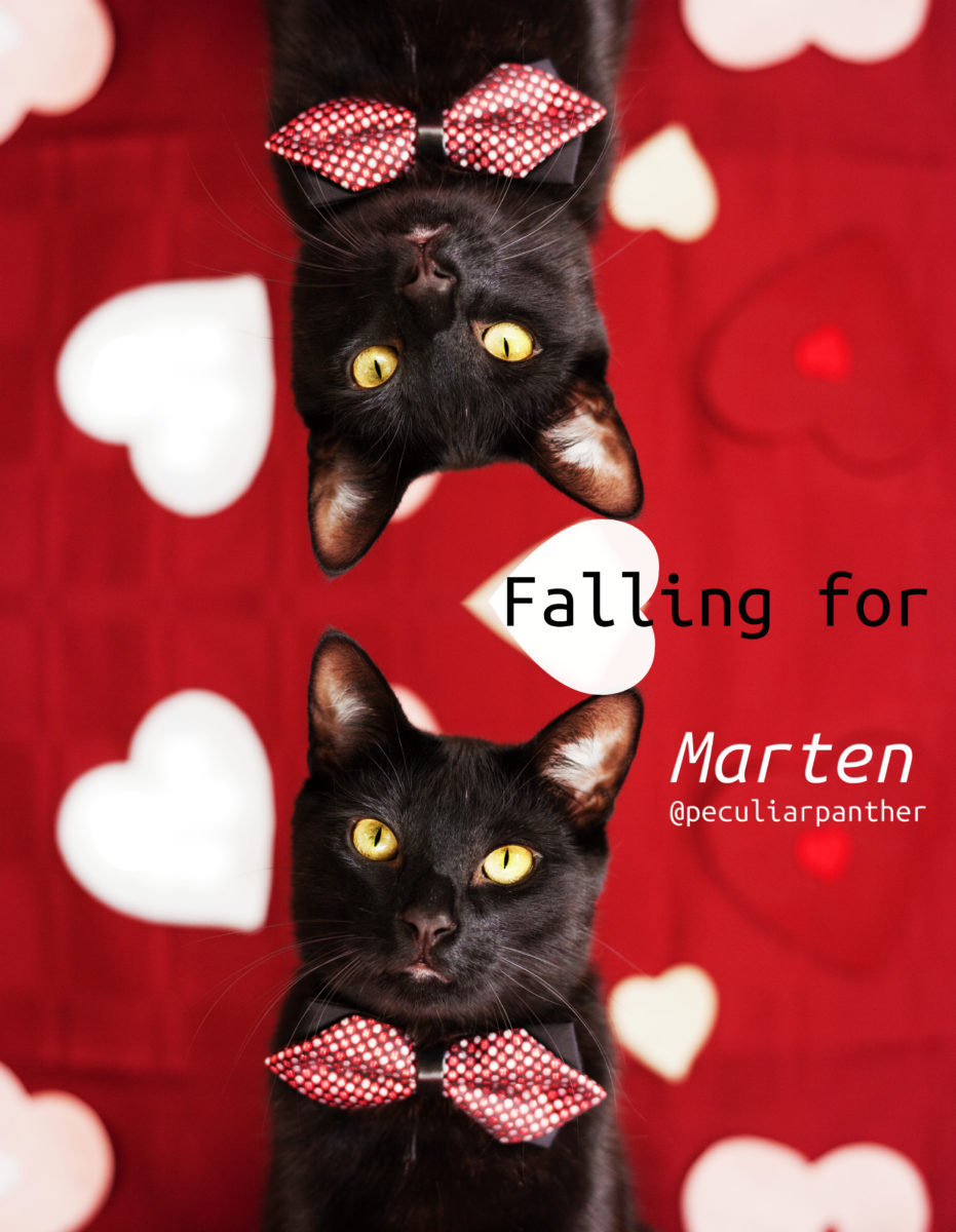 Marten_valentine_love_cat