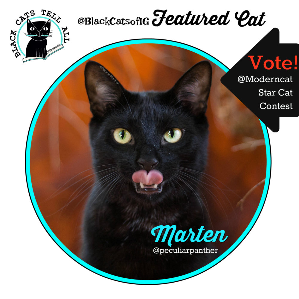 Marten_black_cat_panther