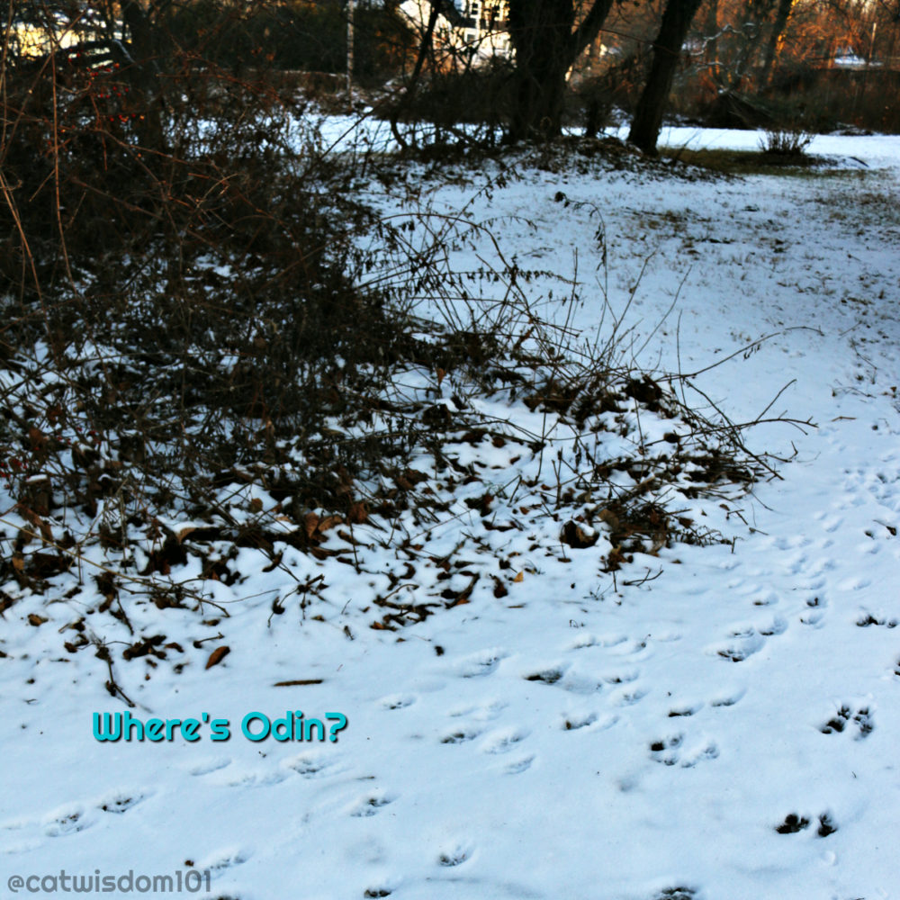 cat-pawprints_snow