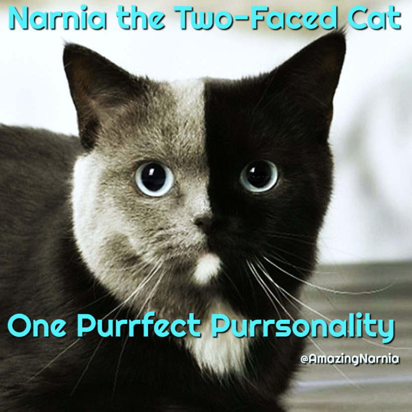 The Truth About Amazing Narnia The Two Faced Cat | Cat Wisdom 101