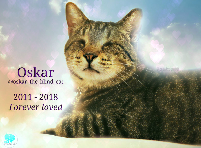 Oskar The Blind Cat In Memoriam Cat Wisdom 101