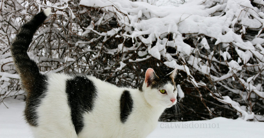 odin cat with winter snow tips
