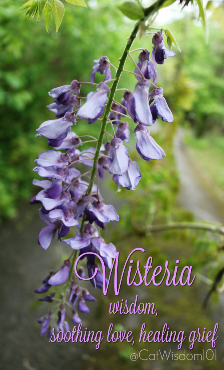 wisteria_wisdom_grief_catwisdom101