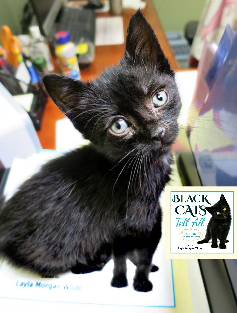 black_kitten_blackcatstellall