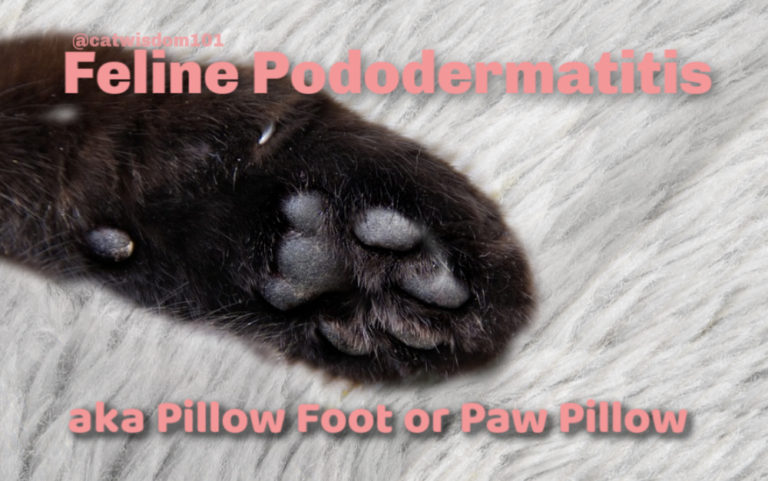 natural treatment for pillow foot in cats