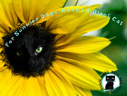 sunflower_black_cats_adoption