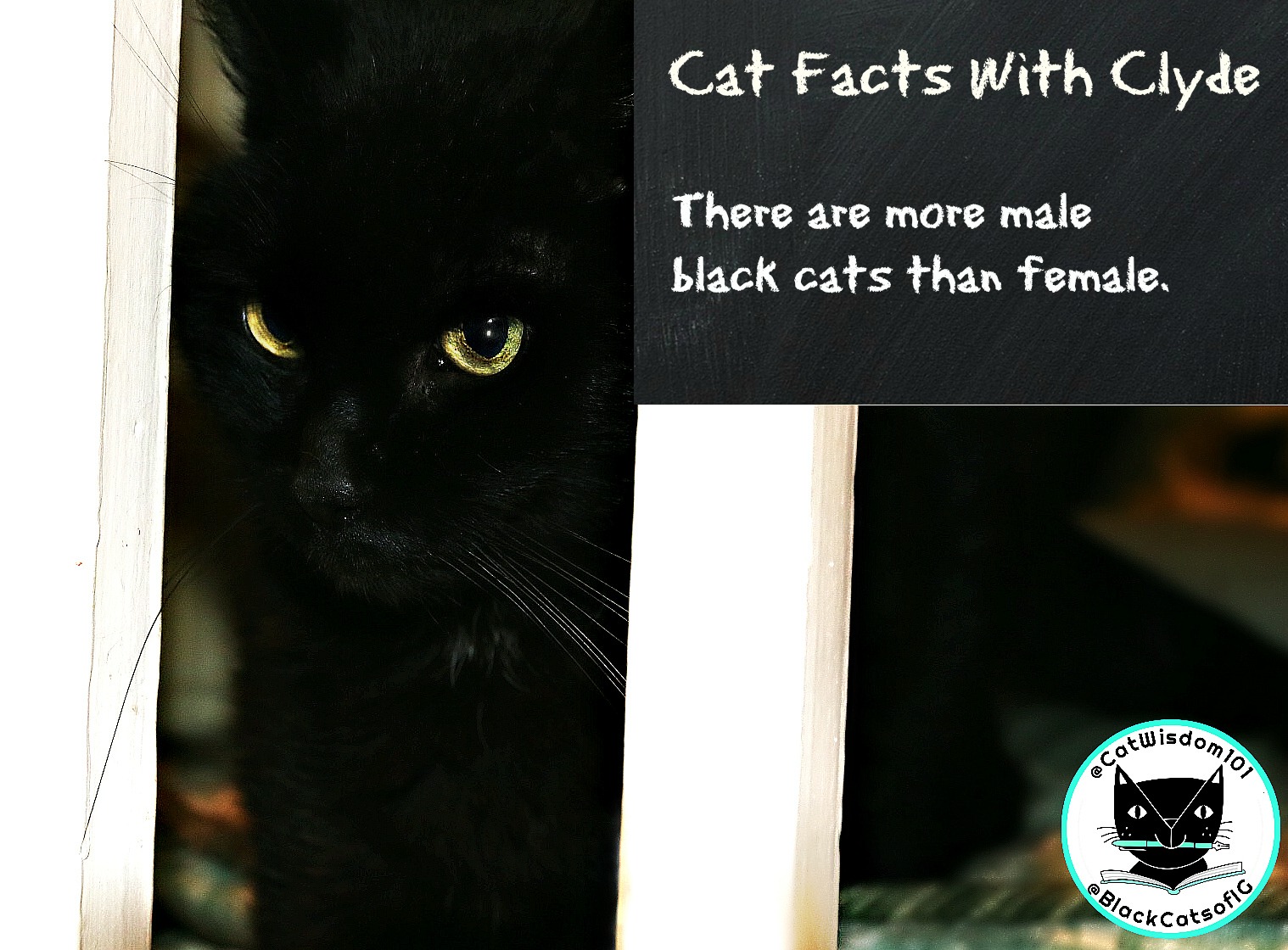 Clyde_cat_facts_black