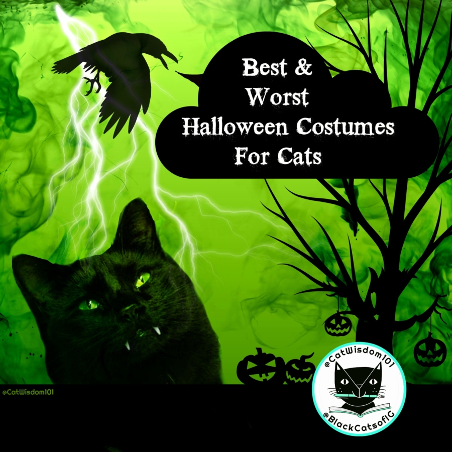 Halloween_cat_costumes_catwisdom101