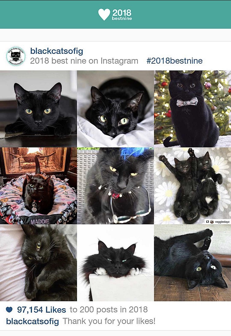 #bestnine instagram @blackcatsofig