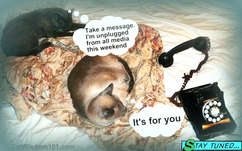 unplugged-social-media-cats-vintage-phone_catwisdom101