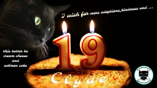 19th_birthday_clyde_catwisdom101
