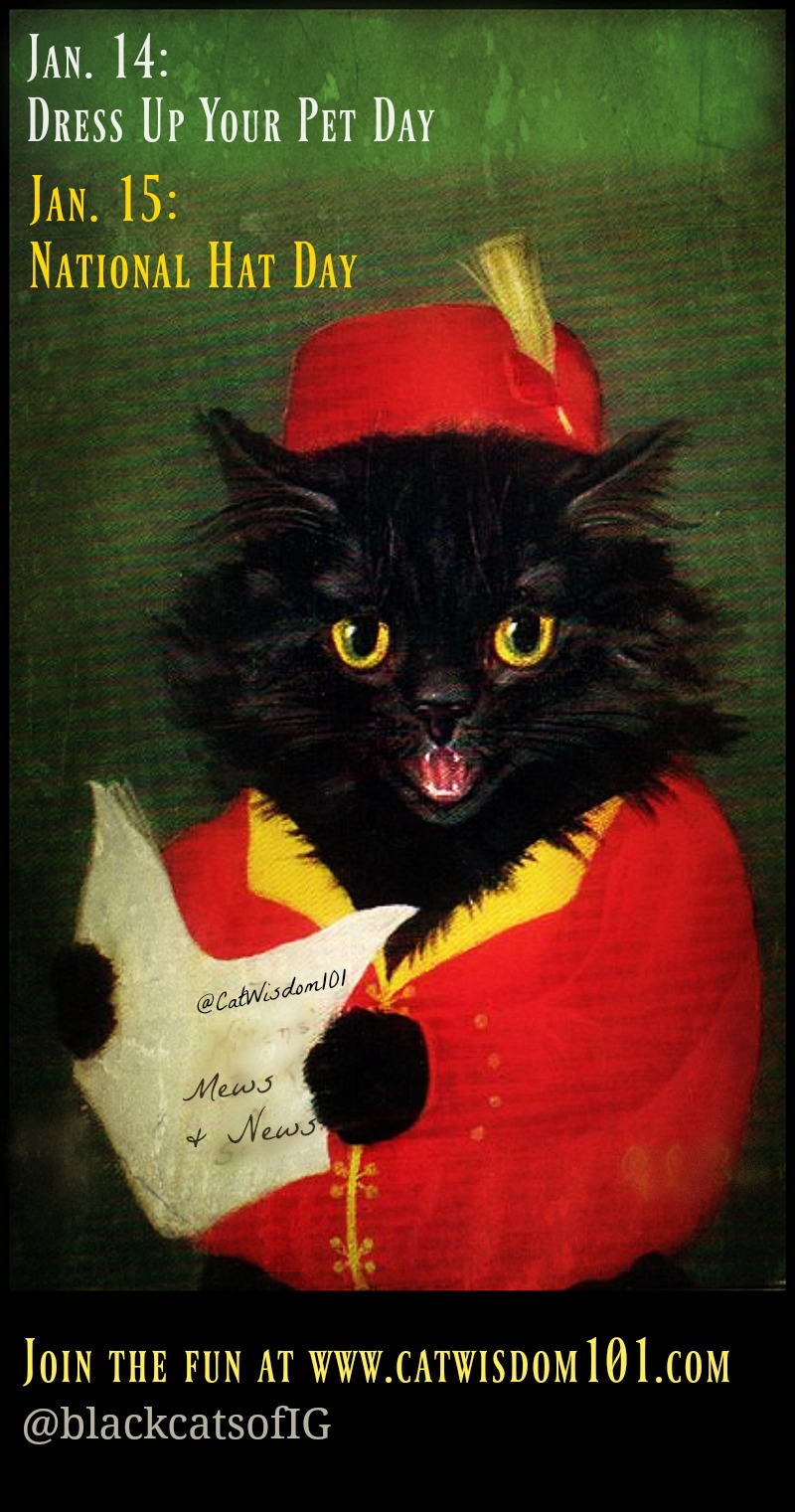 black_cat_hat_day_catwisdom101