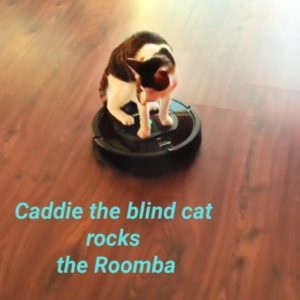caddie_blind_cat_roomba_catwisdom101