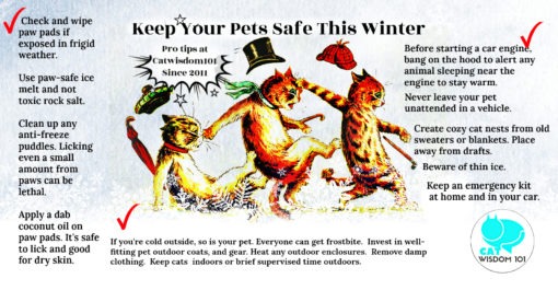 February Pet Holidays For Cat Lovers: Year of the PIG &amp; Bonus Graphics ...