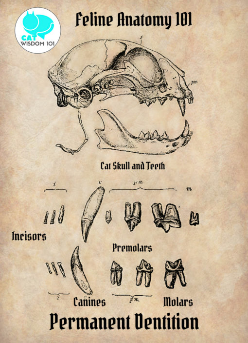 cat-anatomy_skull_teeth_catwisdom101