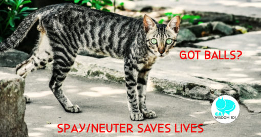 spay neuter community cats