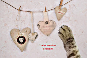 hearts_valentine_paw_catwisdom101