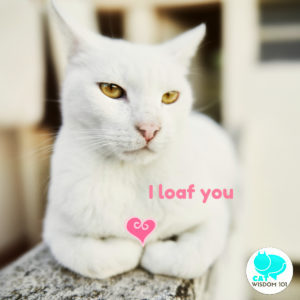 white_cat_loaf_valentine_catwisdom101