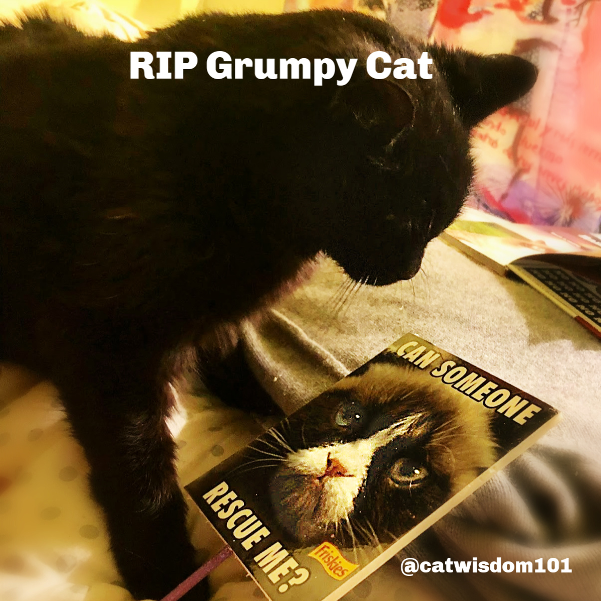 Clyde black cat tribute to Grumpy Cat RIP