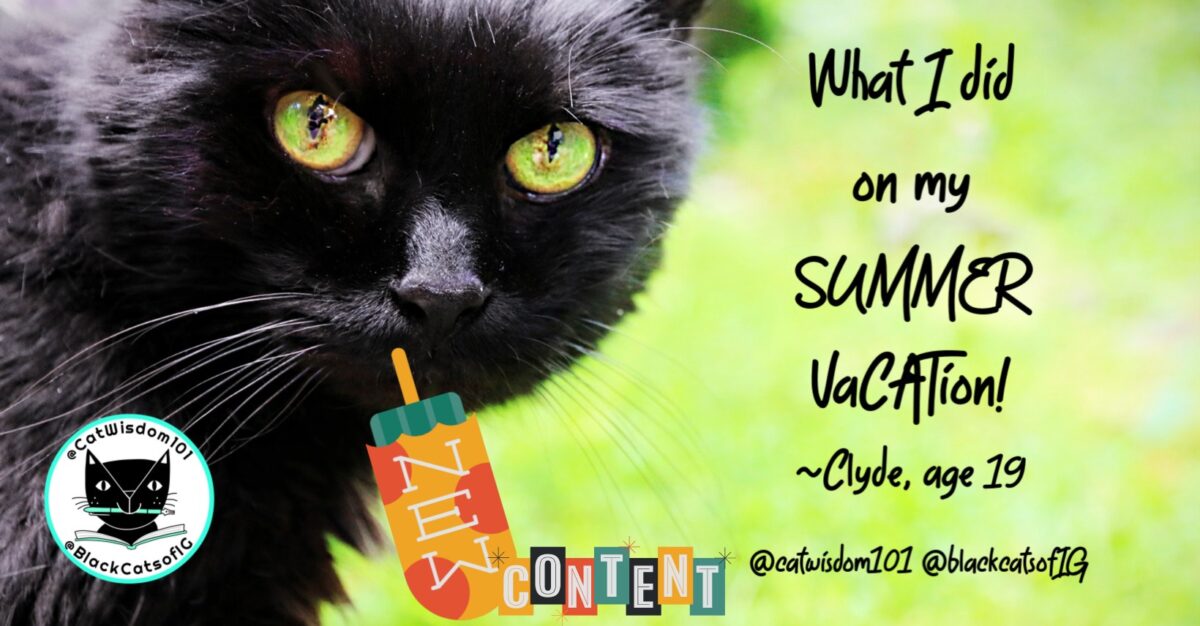 black cat clyde and his summer vacation