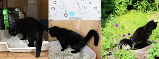 clyde-black-cat-big-litter box