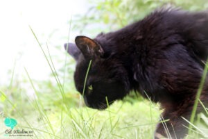 black cat Clyde eats grass