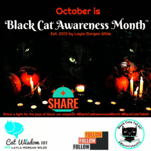 black cat awareness month