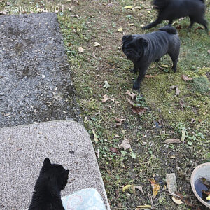 black cat and black pug dogs