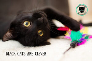 black cat-toy-clever