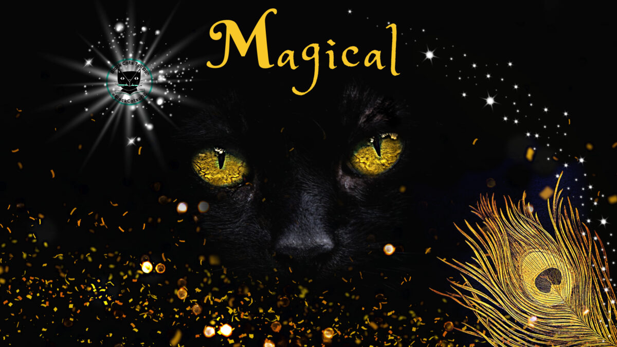 black cat_magical