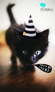 black-kitten_trick or treat