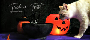 furballfables-halloween-cat special show
