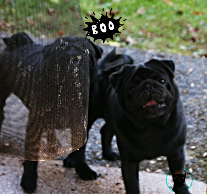 2 black pugs-Halloween