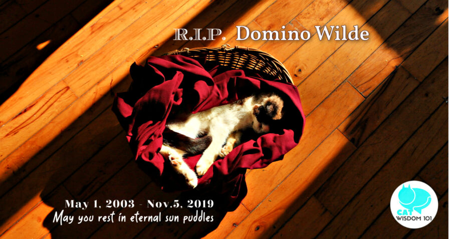 Domino-cat-death-sun puddle