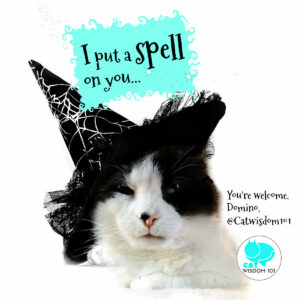 witch cat spell hat