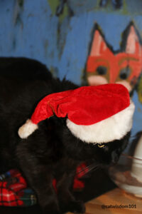 black cat Clyde wearing Santa hat