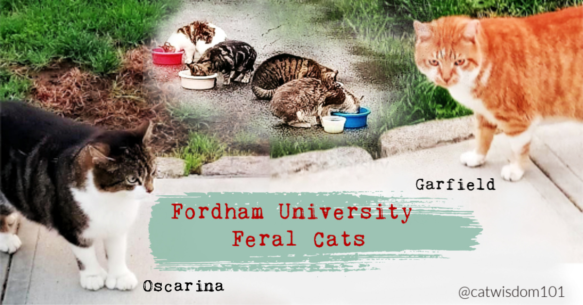 Fordham University Feral Cats