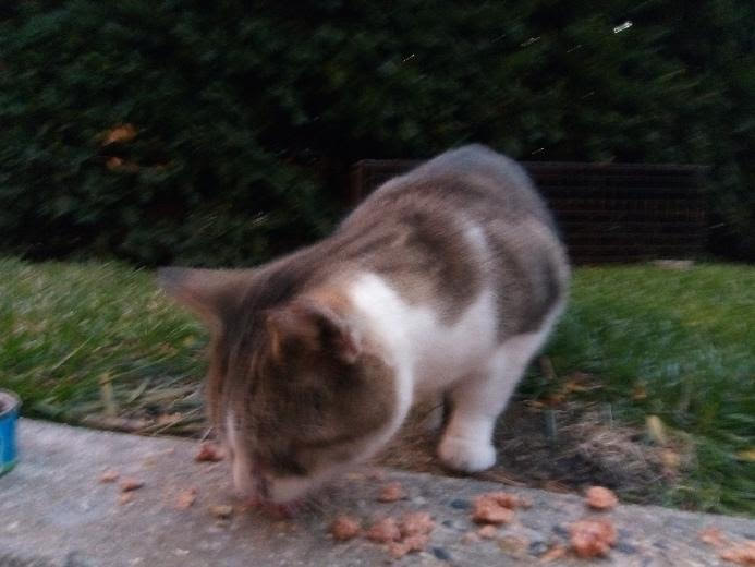 feral cat eating on campus new york