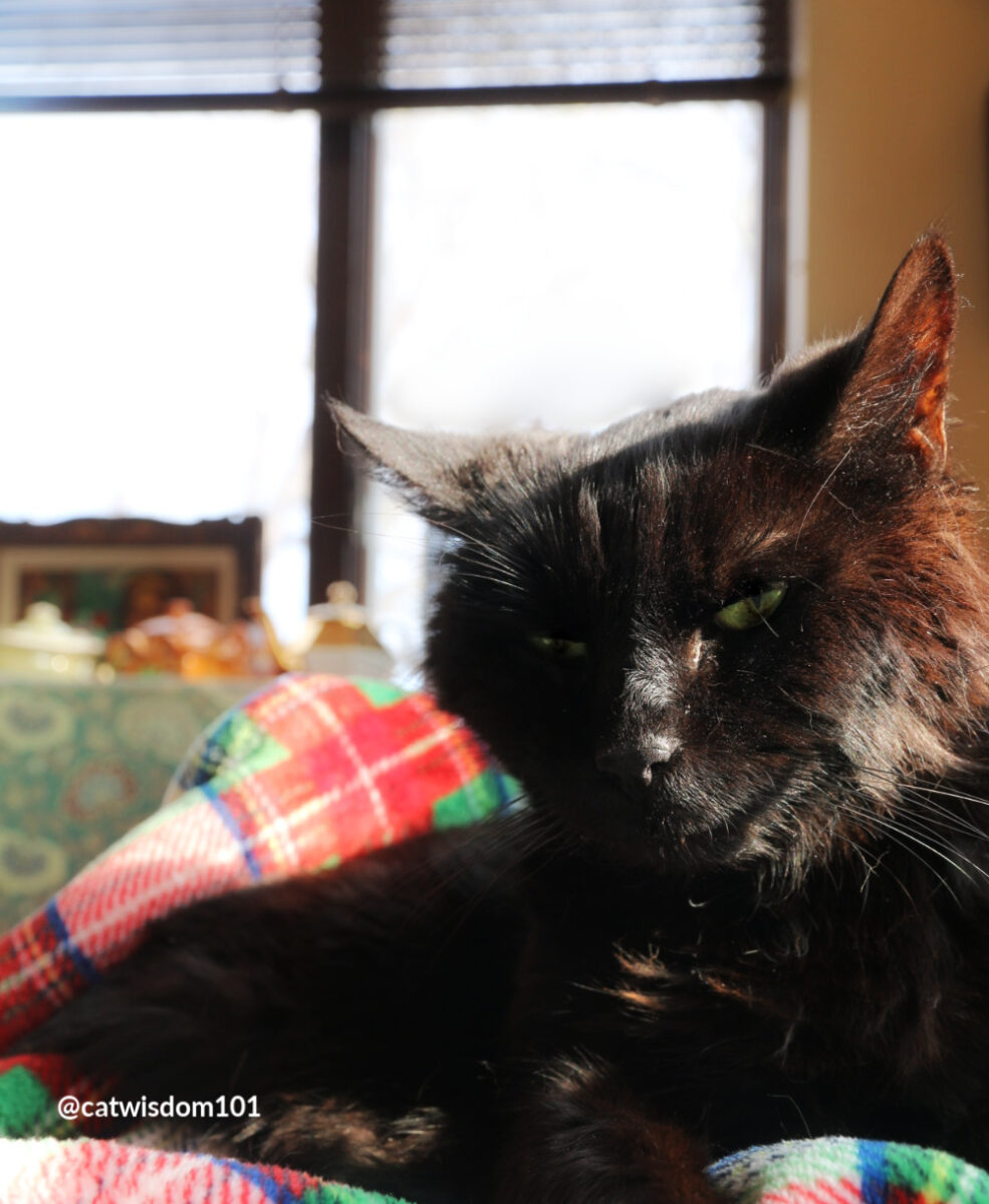 Clyde black cat sun bathing