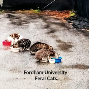 Fordham campus feral cat colony
