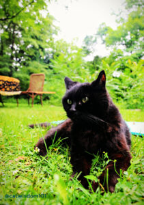 black cat enjoying the summergarden