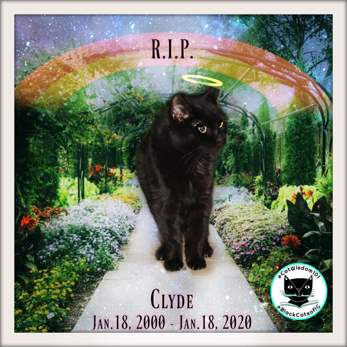 Black Cat Advocate Clyde Tale of Two Cat Funerals Cat Wisdom 101