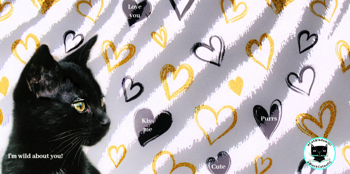 black cat valentine hearts cat wisdom 101